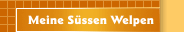 Meine Süssen Welpen